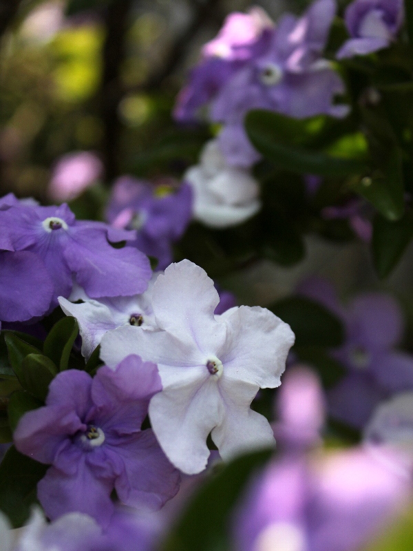 f:id:noraneko222:20130516184012j:image f:id:noraneko222:20130516184012j:image