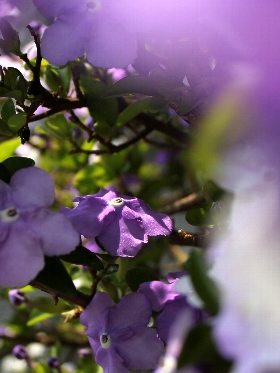 f:id:noraneko222:20130516184014j:image