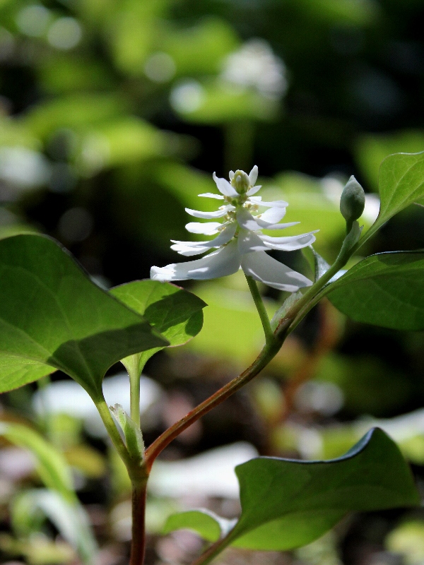 f:id:noraneko222:20130603201831j:image f:id:noraneko222:20130603201831j:image