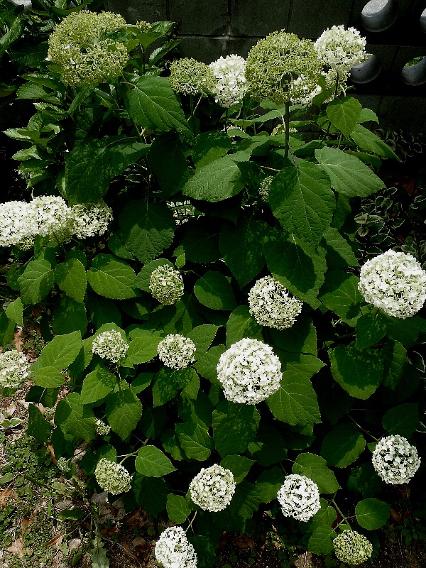 f:id:noraneko222:20130606185331j:image f:id:noraneko222:20130606185331j:image