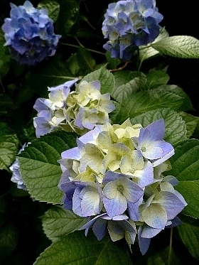 f:id:noraneko222:20130620192401j:image