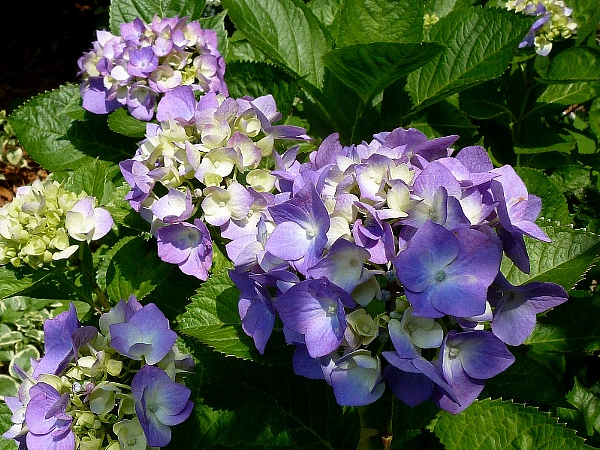 f:id:noraneko222:20130620192403j:image f:id:noraneko222:20130620192403j:image