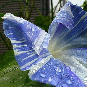 f:id:noraneko222:20130621214426j:image