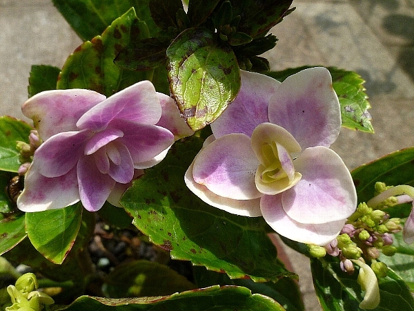 紫陽花 コンペイトウ 新 ぼちぼち植物などを