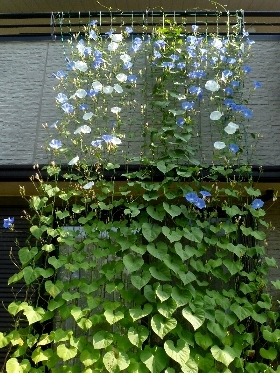 f:id:noraneko222:20130726192829j:image