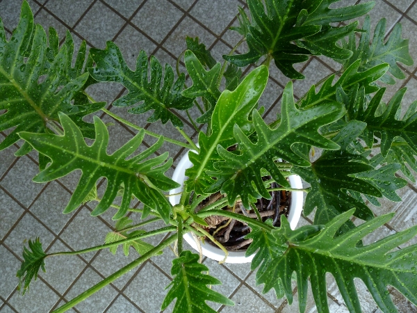 f:id:noraneko222:20130820212247j:image