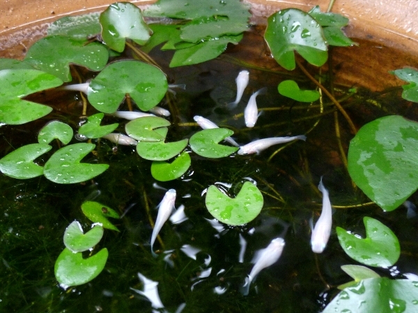 f:id:noraneko222:20130904215516j:image f:id:noraneko222:20130904215516j:image
