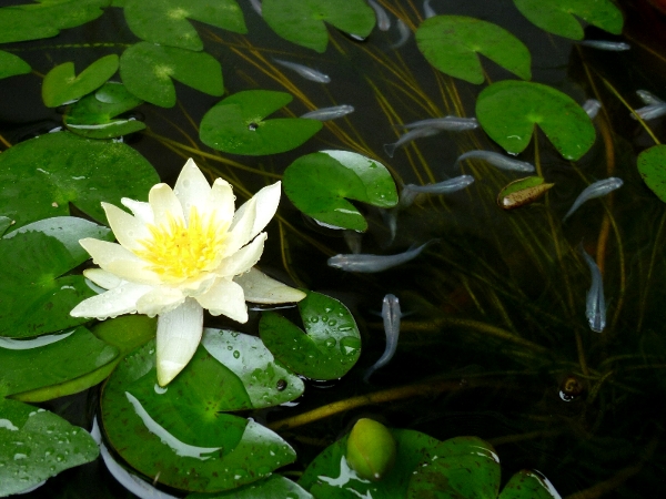 f:id:noraneko222:20130904215517j:image f:id:noraneko222:20130904215517j:image