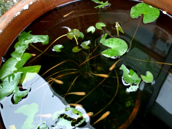 f:id:noraneko222:20130904215520j:image f:id:noraneko222:20130904215520j:image