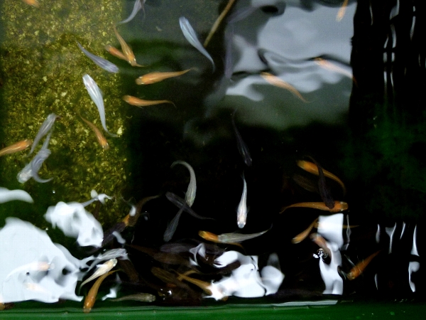 f:id:noraneko222:20130904215522j:image f:id:noraneko222:20130904215522j:image