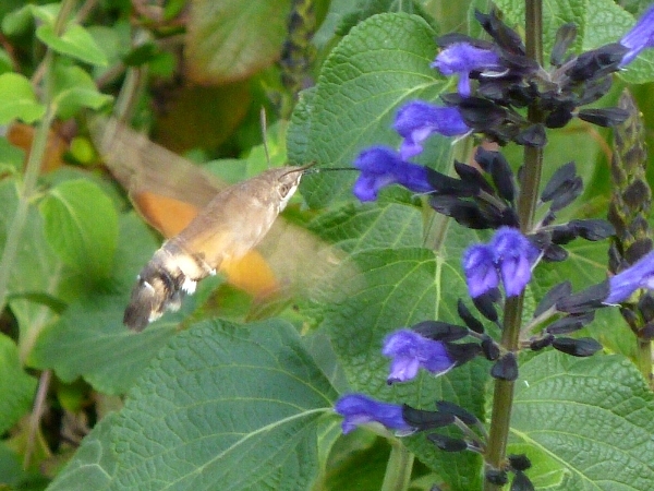 f:id:noraneko222:20130929192805j:image f:id:noraneko222:20130929192805j:image