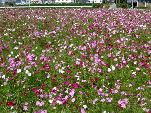 f:id:noraneko222:20131004193741j:image f:id:noraneko222:20131004193741j:image