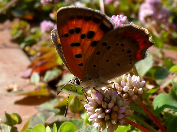 f:id:noraneko222:20131031204358j:image