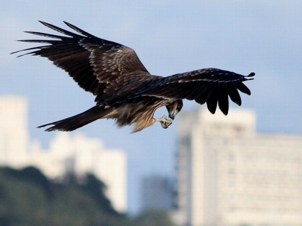 f:id:noraneko222:20131111195722j:image f:id:noraneko222:20131111195722j:image
