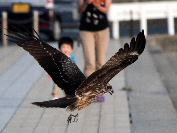 f:id:noraneko222:20131111195724j:image f:id:noraneko222:20131111195724j:image