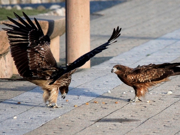 f:id:noraneko222:20131111195725j:image f:id:noraneko222:20131111195725j:image