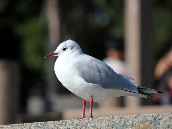 f:id:noraneko222:20131118205558j:image f:id:noraneko222:20131118205558j:image