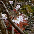 [四季桜]