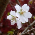 [四季桜]