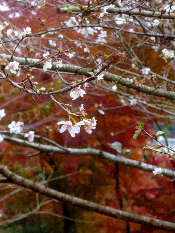 f:id:noraneko222:20131130191815j:image