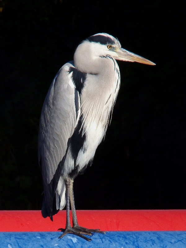 f:id:noraneko222:20131206184603j:image f:id:noraneko222:20131206184603j:image