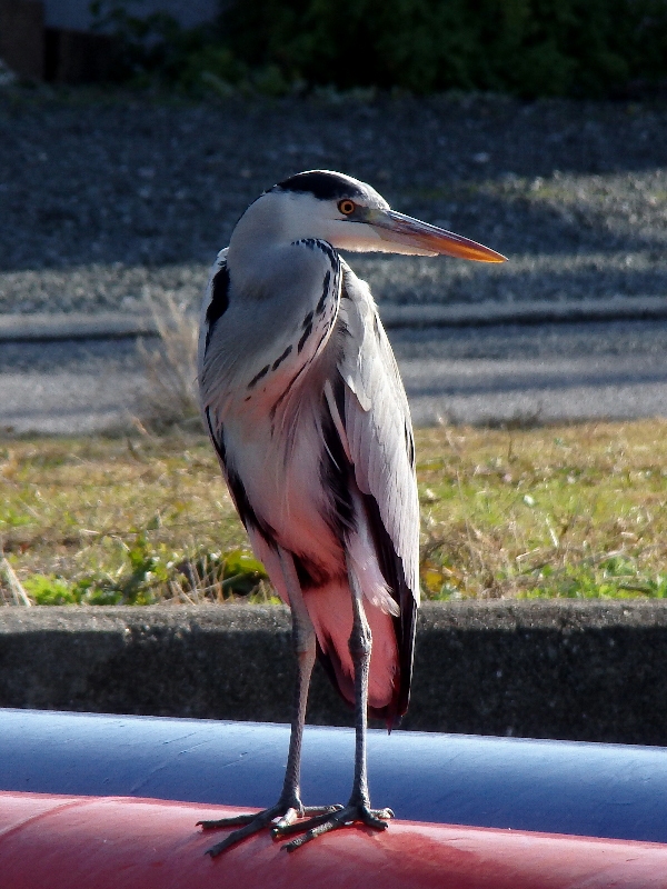 f:id:noraneko222:20131206184608j:image f:id:noraneko222:20131206184608j:image