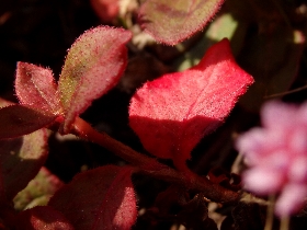 f:id:noraneko222:20131207181935j:image