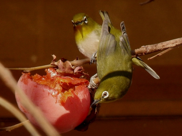 f:id:noraneko222:20131213184855j:image f:id:noraneko222:20131213184855j:image