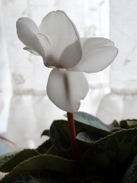 f:id:noraneko222:20131214212019j:image
