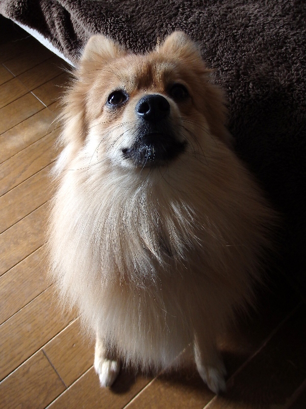 f:id:noraneko222:20131217210757j:image
