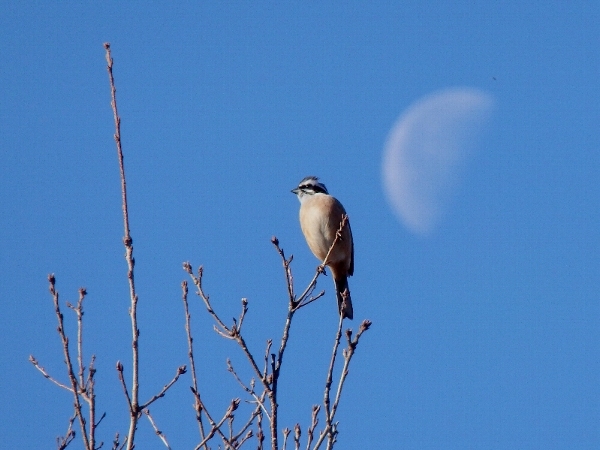 f:id:noraneko222:20131225213320j:image f:id:noraneko222:20131225213320j:image