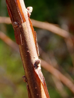 f:id:noraneko222:20140122191029j:image