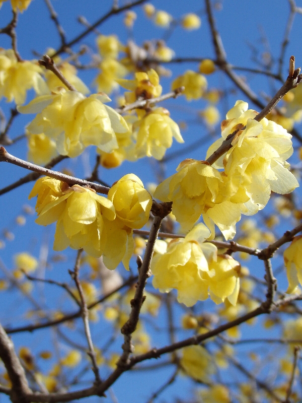 f:id:noraneko222:20140124193644j:image