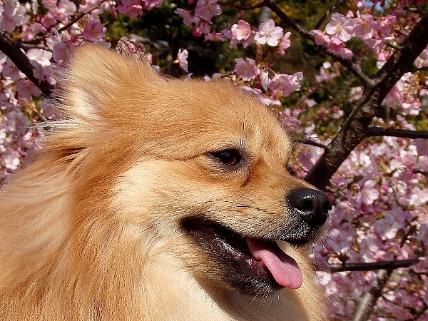 f:id:noraneko222:20140312193151j:image f:id:noraneko222:20140312193151j:image