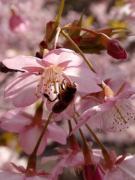 f:id:noraneko222:20140312193253j:image f:id:noraneko222:20140312193253j:image