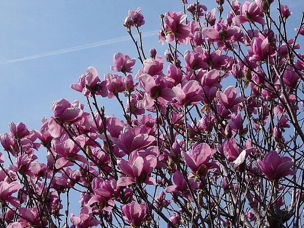 f:id:noraneko222:20140324184155j:image f:id:noraneko222:20140324184155j:image