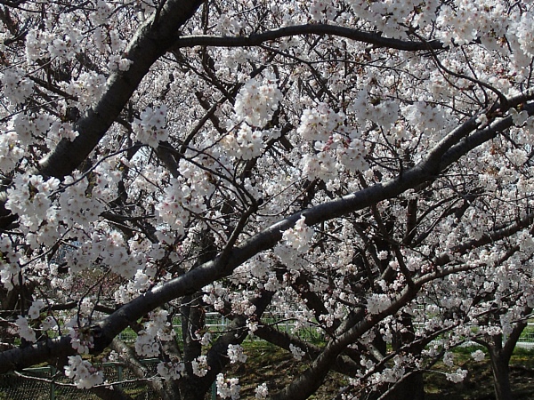 f:id:noraneko222:20140331192437j:image