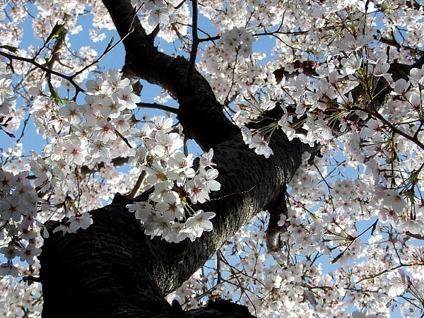 f:id:noraneko222:20140404190231j:image
