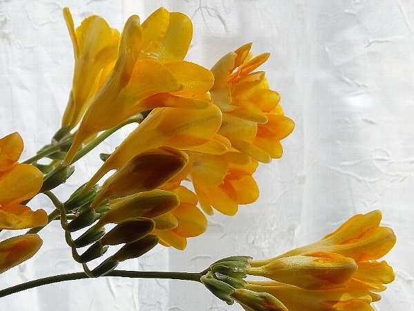 f:id:noraneko222:20140405185044j:image f:id:noraneko222:20140405185044j:image