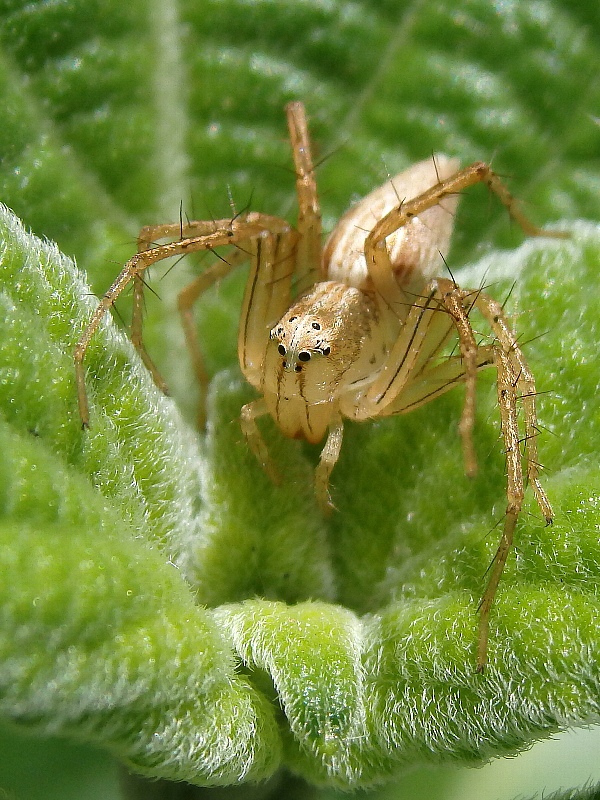 蜘蛛 クモ くも 新 ぼちぼち植物などを 蜘蛛 クモ くも 新 ぼちぼち植物などを