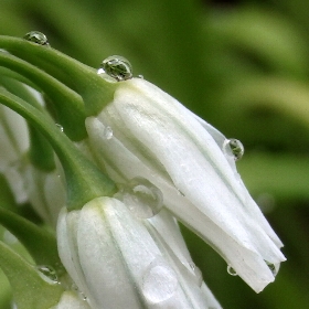 個別 水滴 アリウム トリケトラム の写真 画像 庭 Noraneko222 S Fotolife