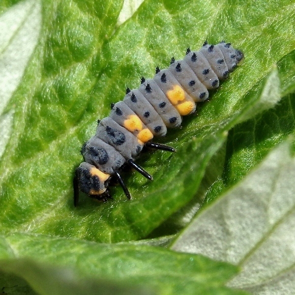 テントウムシの幼虫と蛹と 新 ぼちぼち植物などを テントウムシの幼虫と蛹と 新 ぼちぼち植物などを