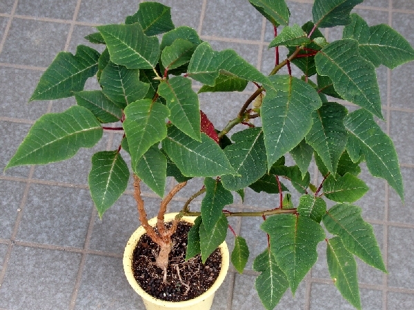 ポインセチアの挿し木 新 ぼちぼち植物などを ポインセチアの挿し木 新 ぼちぼち植物などを