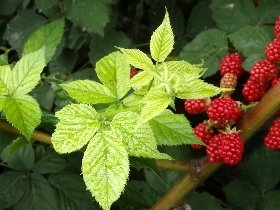 f:id:noraneko222:20140721215534j:image:left