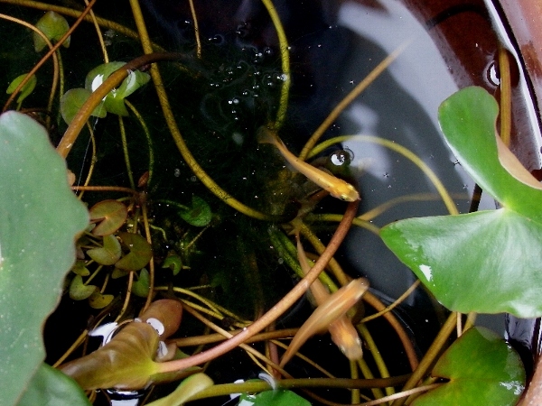 f:id:noraneko222:20140724201436j:image