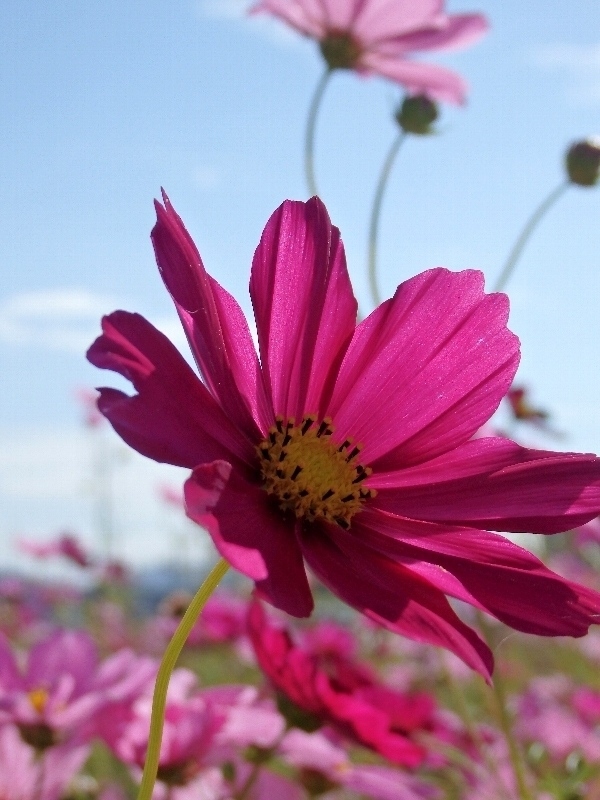f:id:noraneko222:20141008223216j:image