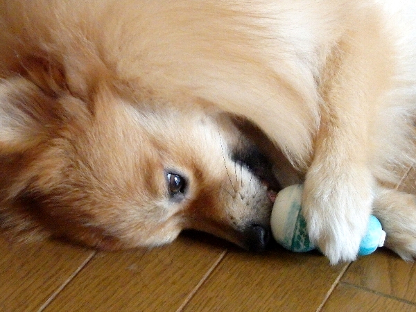 f:id:noraneko222:20141021210444j:image f:id:noraneko222:20141021210444j:image