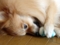 [ポメちゃん][おもちゃ]
