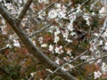 [四季桜][豊田市]