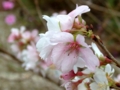 [四季桜][豊田市]